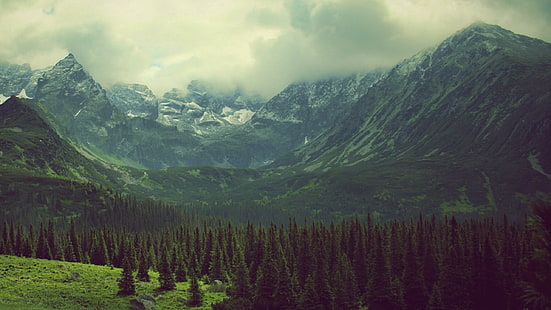 Облачен воал, покриващ зелените планини, зелени листни дървета, природа, 2560x1440, облак, дърво, гора, планина, HD тапет HD wallpaper