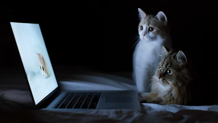 Zwei Katzen, die einen PC Labtop betrachten, zwei Katzen und Laptop-Computer, Katzen, lustig, PC Labtop, aufpassend, Tiere, HD-Hintergrundbild