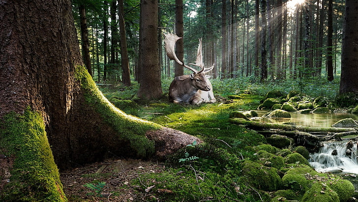 กวางมูสสีน้ำตาลและสีขาวธรรมชาติต้นไม้ป่ามอสสัตว์กวางแสงแดดหินน้ำสตรีม Photoshop, วอลล์เปเปอร์ HD