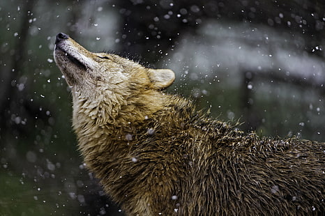 дикая фотография волка в зимний период, волк, дикая фотография, зима, профиль, действие, монгольский, клык, canid, собака, снег, холод, зюрихский зоопарк, швейцария, nikon d4, плотоядное животное, животное, природа, живая природа, млекопитающее, лес,Арктический, HD обои HD wallpaper