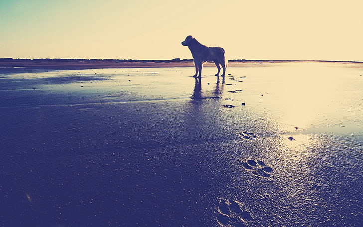 medium short-coated dog, dog, beach, sand, footprints, sea, HD wallpaper