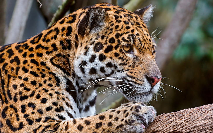 leopard, jaguar, face, predator, big cat, HD wallpaper