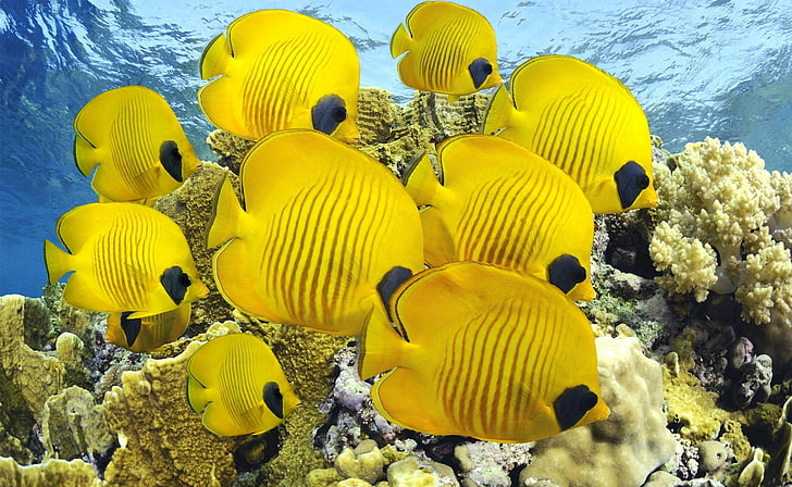 Submarino, pez mariposa amarillo, animales, mar, submarino, peces, peces exóticos, peces tropicales, peces amarillos, Fondo de pantalla HD