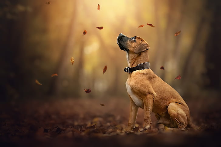 الخريف ، كل ، الكلب، خلفية HD