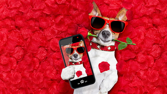 dog, photo, selfie, red, sunglass, flower, eyewear, jack russell terrier, terrier, jack russell, funny, petal, red petals, rose, red rose, HD wallpaper HD wallpaper