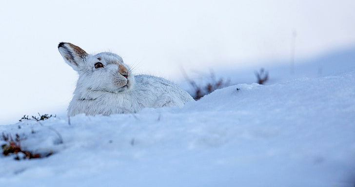Animal, Rabbit, Snow, Winter, HD wallpaper