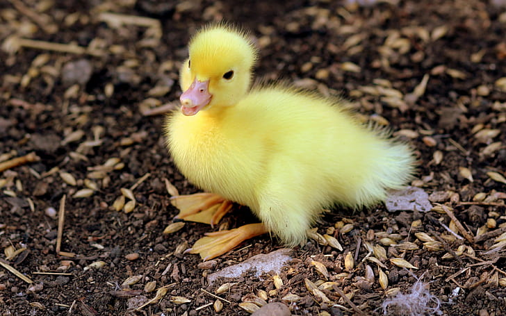 duckling, chick backgrounds, baby, download 3840x2400 duckling, HD wallpaper