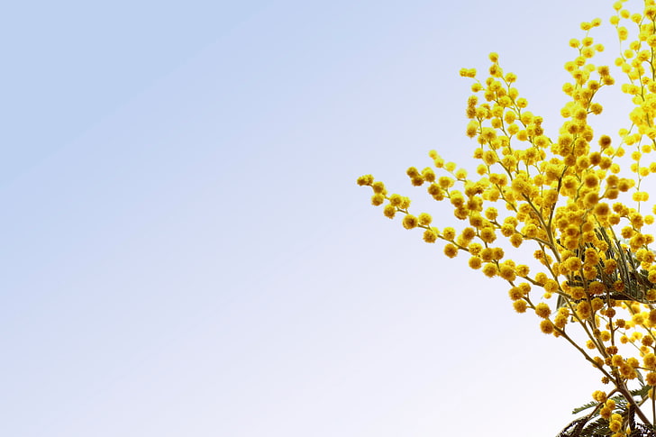 gula akaciaträd blommor, vår, 8 mars, lycka, Mimosa, kärlek, alla flickor, dag, HD tapet