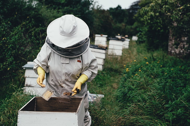 ป่า, เซลล์, ผึ้ง, น้ำผึ้ง, รัง, ผู้เลี้ยงผึ้ง, ผึ้ง, ลมพิษ, สิ่ว, ผู้เลี้ยงผึ้ง, วอลล์เปเปอร์ HD