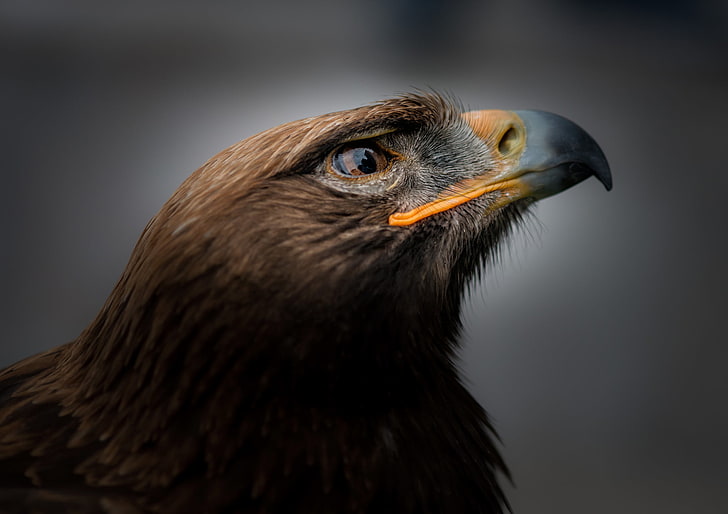 Eagle bird portrait HD wallpapers free download | Wallpaperbetter