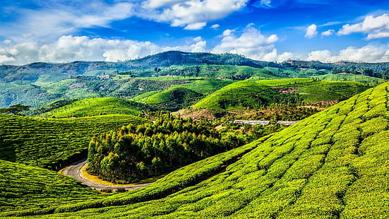 Monte paisaje, Kerala, pendiente, laderas de las colinas, té, escénico, cultivo, hierba, área rural, plantaciones de té, tierras altas, plantaciones, praderas, campo, agricultura, colinas, colina, vegetación, cielo, naturaleza, Fondo de pantalla HD HD wallpaper