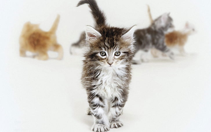 Lindos gatitos caminando, lindo, gatito, caminando, Fondo de pantalla HD