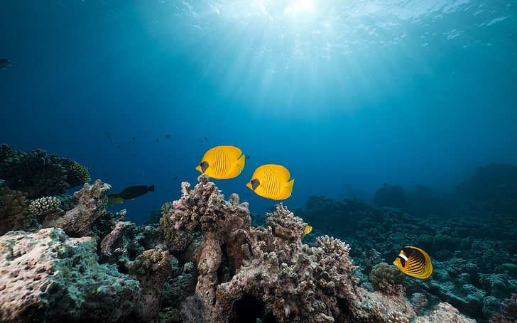 природа, фотография, море, вода, под вода, тропически риби, корали, слънчева светлина, животни, HD тапет