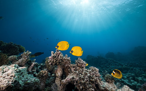 природа, фотография, море, вода, под вода, тропически риби, корали, слънчева светлина, животни, HD тапет HD wallpaper
