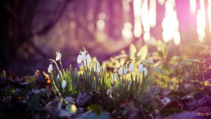 tetesan salju, musim semi, pertama, bunga, hutan, Wallpaper HD