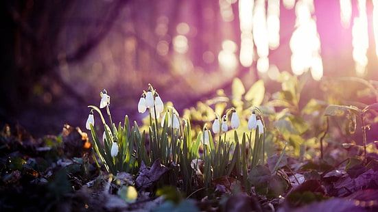 snowdrops, primavera, primeiro, flor, floresta, HD papel de parede HD wallpaper