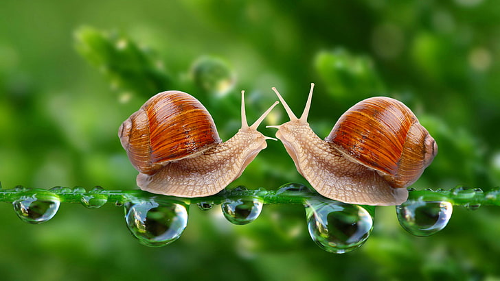 snail, snails, waterdrop, drops, dew, macro, photography, close up, macro photography, moisture, HD wallpaper