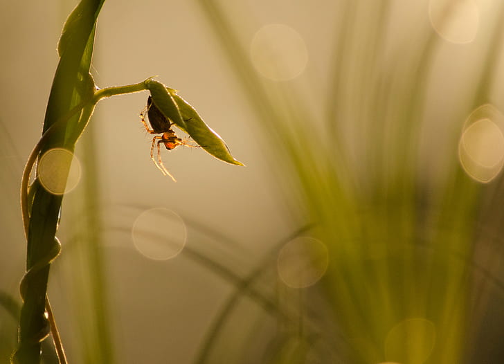 плитък фокус фотография на кафяв паяк върху зелени листа, паяк, плитък фокус, фотография, кафяв паяк, зелен лист, насекомо, природа, в близък план, листо, животно, макро, растение, HD тапет