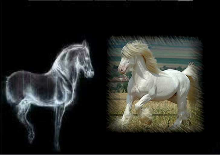 White Gypsy Vanner, white horse, running horse, gypsy vanner, draft horse, animals, HD wallpaper