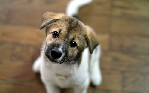 جرو يبحث باهتمام ، جرو ذو معطف قصير من الالوان الثلاثة ، حيوان ، جرو ، كلب، خلفية HD HD wallpaper
