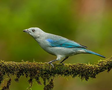 macro shot photo of gray and blue bird, tanager, tanager, Blue-gray Tanager, macro shot, photo, blue bird, Costa Rica, Andy, Nature, Lens, bird, wildlife, animal, blue, beak, feather, branch, animals In The Wild, outdoors, HD wallpaper HD wallpaper