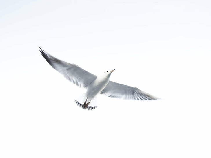 flying white bird, Merge, sky, white bird, seagull, backlight, hamburg, flight, bird, flying, nature, animal, animal Wing, white, dom, sea Bird, wildlife, sea, blue, HD wallpaper