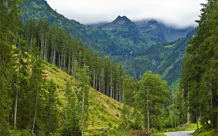 Dimmigt berg och grön skog, gröna tallar, natur, 1920x1200, träd, skog, berg, flod, HD tapet