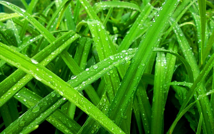 Nature Water Drops Green Grass Color Rain Spring Seasons Widescreen, green grass and mildew, drops, color, grass, green, nature, rain, seasons, spring, water, widescreen, HD wallpaper