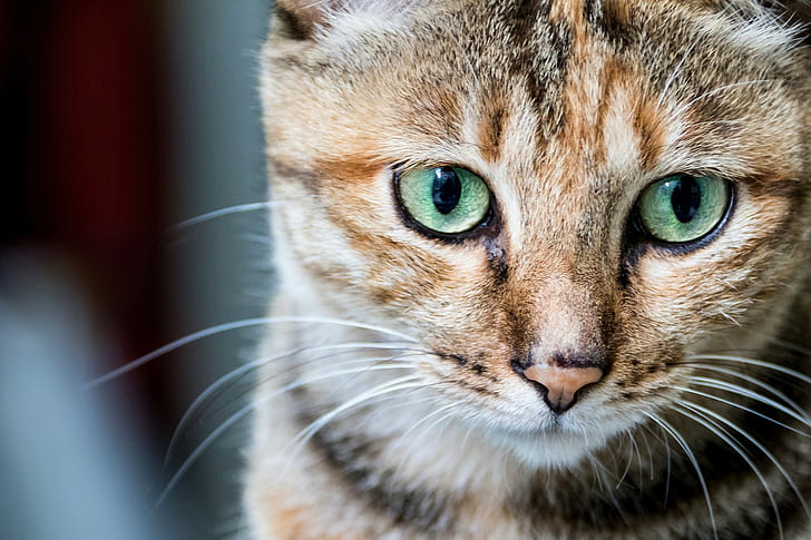 Кошка морда глаза, глаза, портрет, морда кота, HD обои