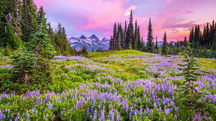 park narodowy mount rainier, USA, przyroda, pole, kwiaty, niebo, chmury, drzewa, góry, zachód słońca, Tapety HD