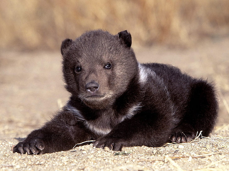 brown bear cub, bear, cub, sitting, waiting, HD wallpaper