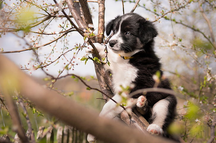 look, flowers, branches, pose, tree, black and white, dog, spring, garden, baby, cute, puppy, trunk, face, flowering, sitting in a tree, boder collie, HD wallpaper