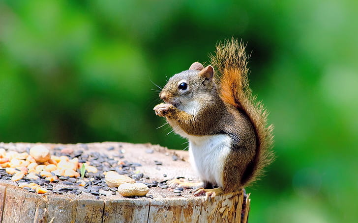 Nettes Eichhörnchen, Stumpf, etwas essend, Nettes Eichhörnchen, Stumpf, Essen, etwas, HD-Hintergrundbild