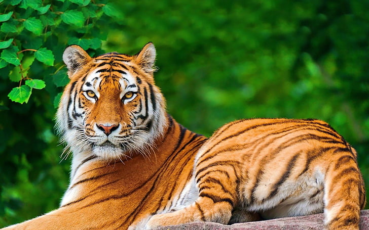 fondos de pantalla de fotografía de mundo animal-tigre, tigre marrón y blanco, Fondo de pantalla HD