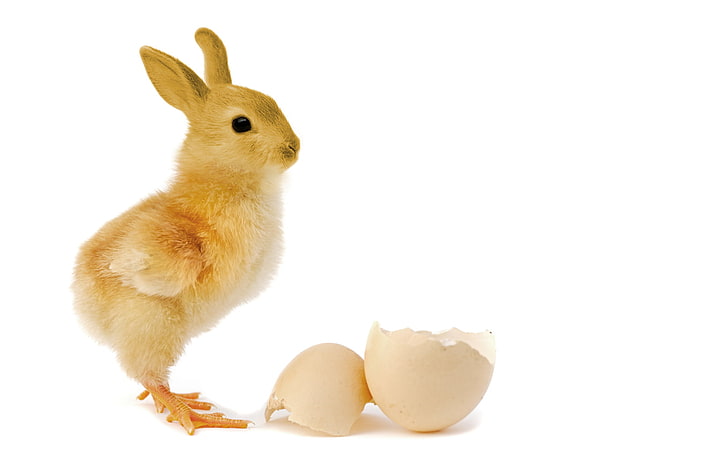 อาหารไก่, ลูกเจี๊ยบสีน้ำตาลแก้ไขรูปภาพ, ตลก, กระต่าย, ไก่, เปลือก, วอลล์เปเปอร์ HD