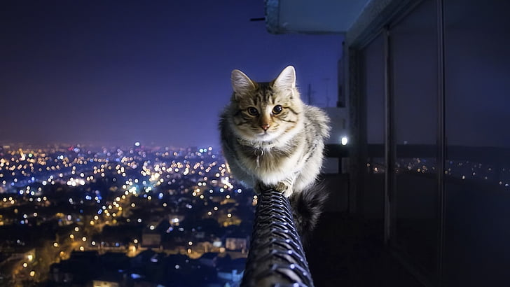 ciudad, gato, noche, varanda, Fondo de pantalla HD