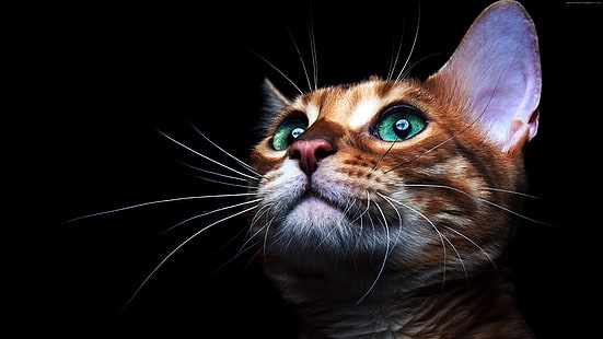katt, ögon, kattunge, kattunge, söt, HD tapet HD wallpaper