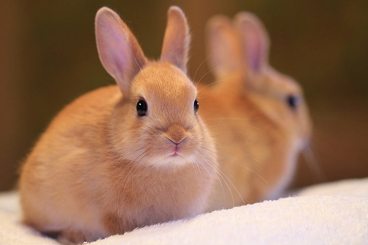conejos marrones, naturaleza, belleza, conejo, Fondo de pantalla HD