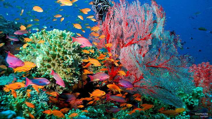 Коралов риф, Фиджи, океански живот, HD тапет
