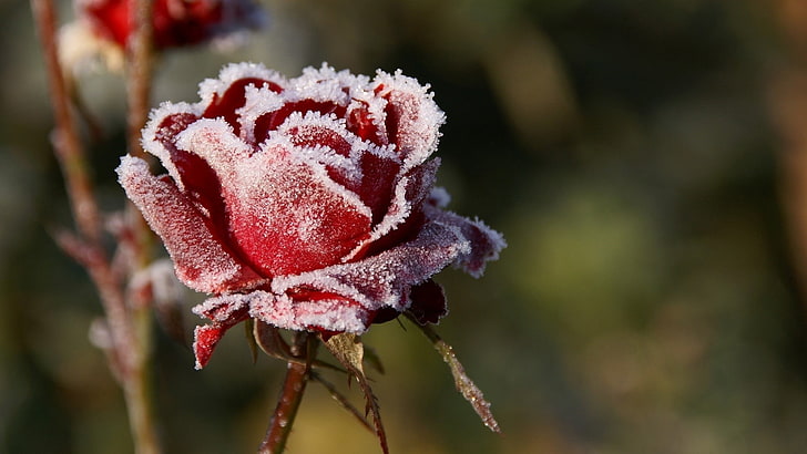 red rose flower, rose, winter, frost, stem, HD wallpaper