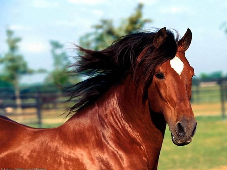 brown horse, horse, animals, HD wallpaper