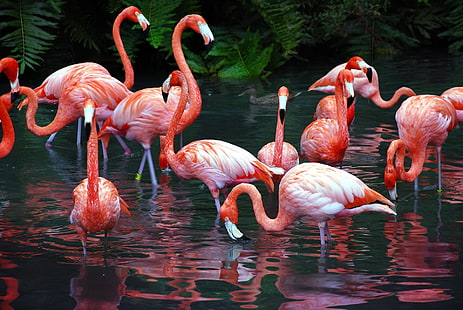 Птицы, Фламинго, HD обои HD wallpaper