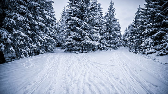 karla kaplı yeşil çam ağaçları, yeşil çam, çam ağaçları, kar, Brocken, Januar, Rocken, den, Schnee, Kış, Canon, wald, weiss, kalt, soğuk, Sachsen-Anhalt, doğa, orman, soğuk - Sıcaklık, ağaçdon, manzara, dağ, açık havada, beyaz, buz, sezon, mavi, dondurulmuş, ormanlık, manzara, köknar ağacı, HD masaüstü duvar kağıdı HD wallpaper