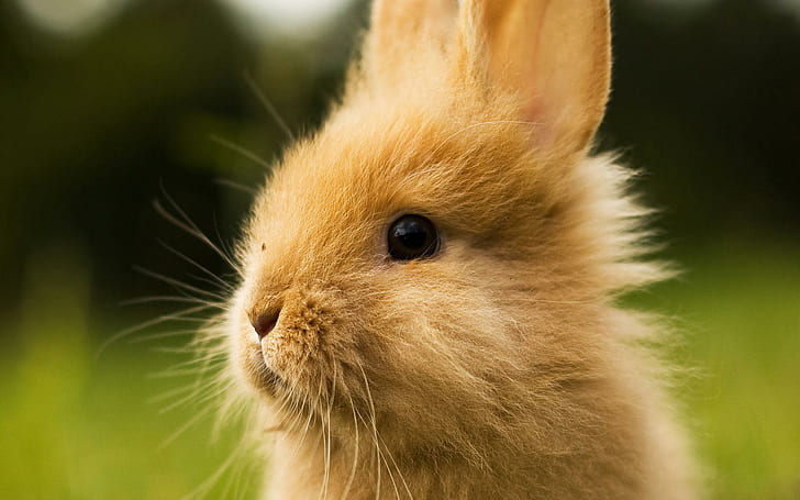 Cute bunny head, bunnies, cute, bunny, head, fluffy, HD wallpaper