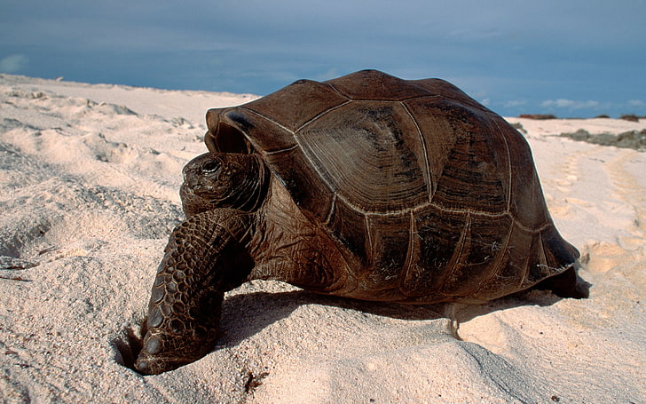 brown turtle, turtle, sand, crawl, HD wallpaper