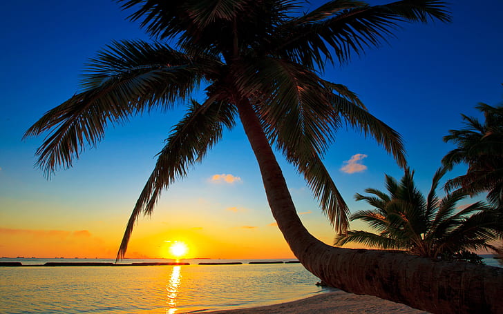 Palma, Maladewa, matahari terbenam, pantai, laut, pohon palem, matahari terbenam di foto pantai, Palma, Maladewa, Matahari terbenam, Pantai, Laut, Palm, Pohon, Wallpaper HD