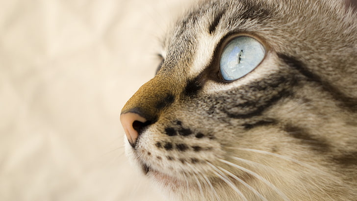 gato, ojos azules, bigotes, animales, Fondo de pantalla HD