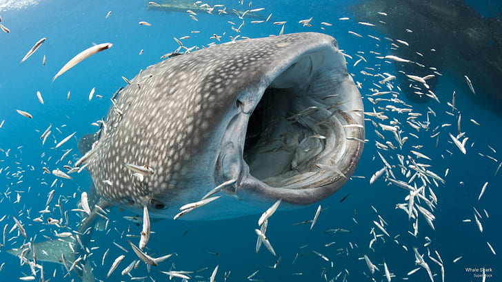Balina Köpekbalığı, Okyanus Yaşamı, HD masaüstü duvar kağıdı