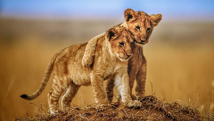 wildlife, lion, cubs, cute, wild animal, big cats, savanna, safari, HD wallpaper