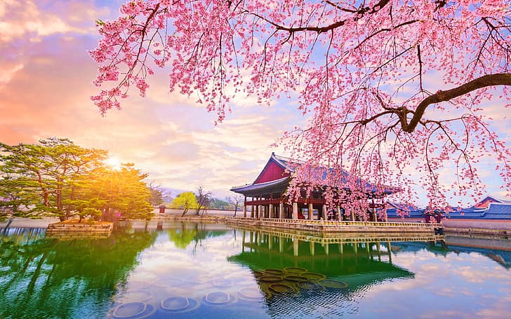 Naturaleza, árboles, Corea del Sur, flor de cerezo, reflejo, Fondo de  pantalla HD | Wallpaperbetter